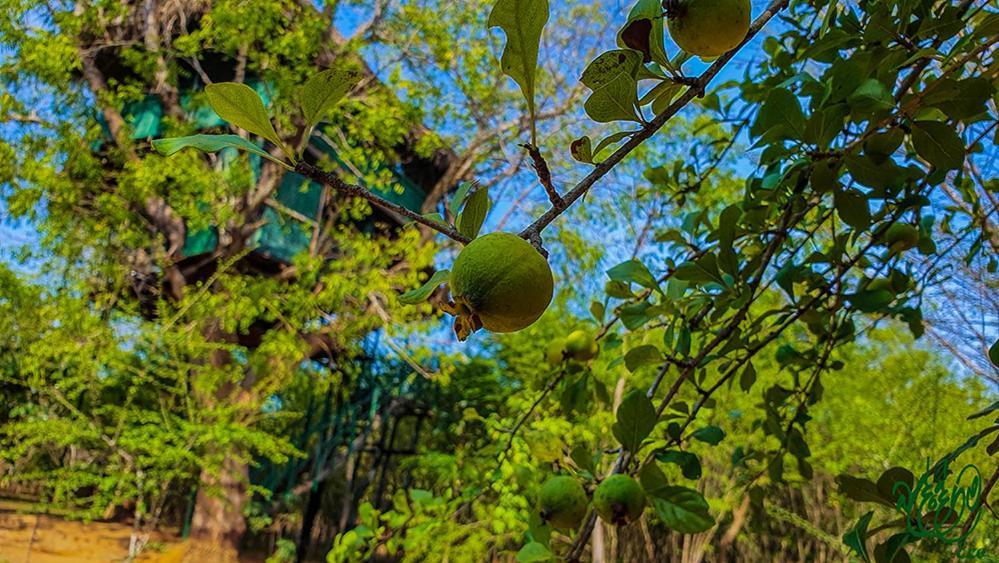 Yala Beddegama Eco Hotel Kataragama Luaran gambar