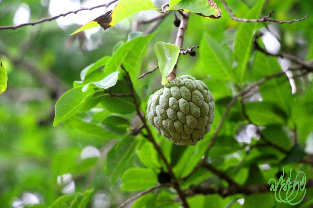 Yala Beddegama Eco Hotel Kataragama Luaran gambar