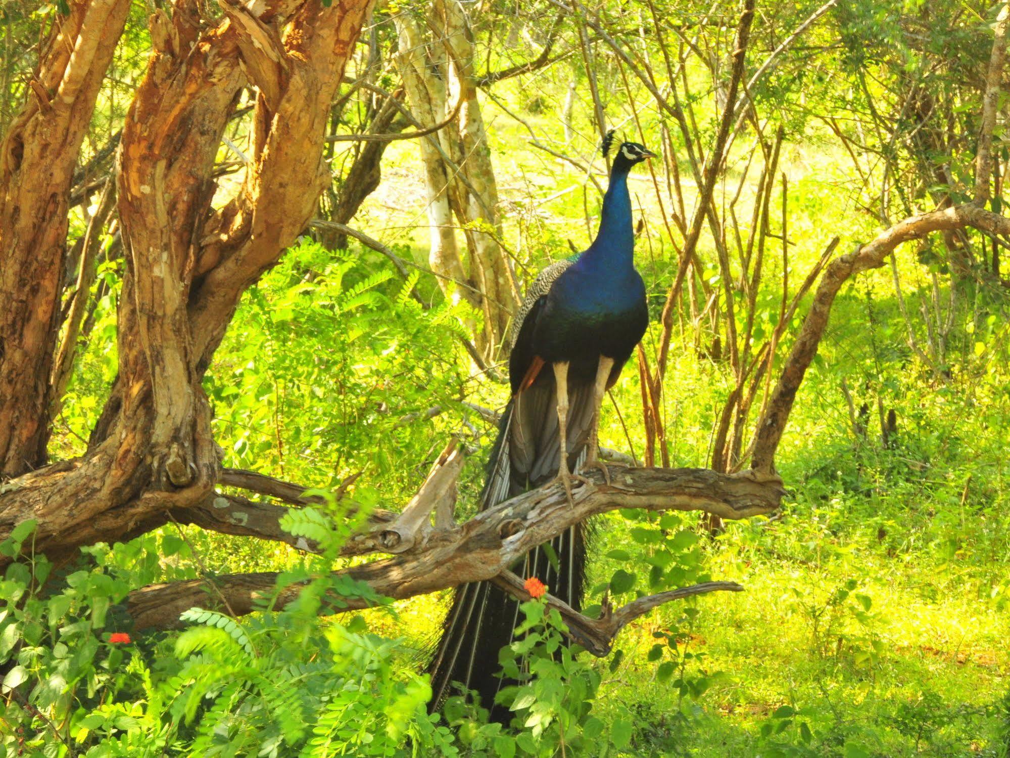 Yala Beddegama Eco Hotel Kataragama Luaran gambar